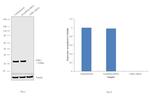 CDK1 Antibody in Western Blot (WB)