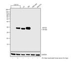 Myogenin Antibody