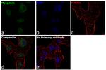 Myogenin Antibody in Immunocytochemistry (ICC/IF)