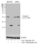 Caspase 3 Antibody in Western Blot (WB)