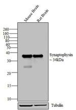 Synaptophysin Antibody in Western Blot (WB)