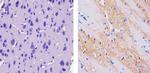 Synaptophysin Antibody in Immunohistochemistry (Paraffin) (IHC (P))