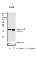 Granzyme B Antibody in Western Blot (WB)