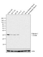 Calponin 1 Antibody