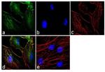 Calponin 1 Antibody in Immunocytochemistry (ICC/IF)