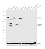 Caldesmon HMW Antibody