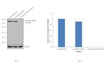 Caldesmon HMW Antibody