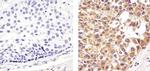 Cytochrome C Antibody in Immunohistochemistry (Paraffin) (IHC (P))