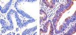 Cytochrome C Antibody in Immunohistochemistry (Paraffin) (IHC (P))