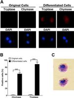 Tryptase Antibody in Immunocytochemistry (ICC/IF)