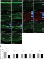 Rhodopsin Antibody in Immunohistochemistry (IHC)