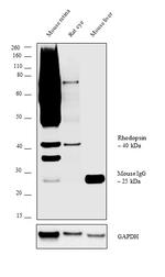 Rhodopsin Antibody