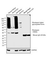 Rhodopsin Antibody in Western Blot (WB)