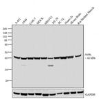 Actin Antibody in Western Blot (WB)