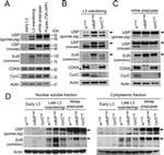 Actin Antibody in Western Blot (WB)