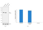 CHK2 Antibody