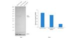 CHK2 Antibody in Western Blot (WB)