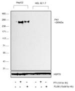 Fibronectin Antibody