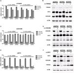 c-Myc Antibody in Western Blot (WB)