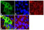 Cytokeratin HMW Antibody in Immunocytochemistry (ICC/IF)