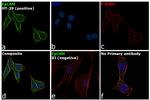 EpCAM Antibody in Immunocytochemistry (ICC/IF)