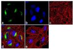 MUC5AC Antibody in Immunocytochemistry (ICC/IF)