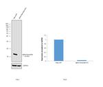 alpha Synuclein Antibody in Western Blot (WB)