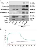 Thrombospondin 1 Antibody in Western Blot (WB)