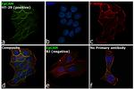 EpCAM Antibody in Immunocytochemistry (ICC/IF)