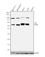 p53 Antibody in Western Blot (WB)