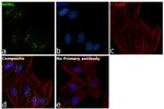 NPM1 Antibody in Immunocytochemistry (ICC/IF)