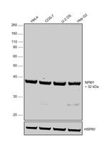 NPM1 Antibody in Western Blot (WB)