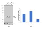 NPM1 Antibody in Western Blot (WB)