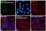 E-cadherin Antibody in Immunocytochemistry (ICC/IF)