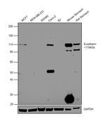 E-cadherin Antibody in Western Blot (WB)