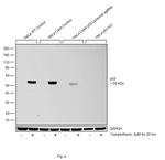 p53 Antibody in Western Blot (WB)