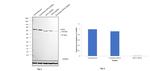 Cytokeratin 5 Antibody in Western Blot (WB)