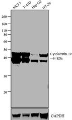 Cytokeratin 19 Antibody in Western Blot (WB)