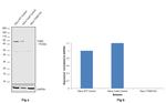 TGM2 Antibody in Western Blot (WB)