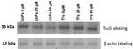 Tau Antibody in Western Blot (WB)