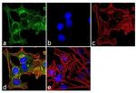 Tau Antibody in Immunocytochemistry (ICC/IF)