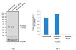 Prohibitin Antibody in Western Blot (WB)