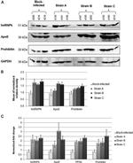 Prohibitin Antibody in Western Blot (WB)