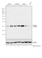 Prohibitin Antibody in Western Blot (WB)