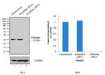 Prohibitin Antibody in Western Blot (WB)