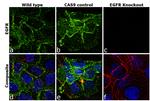 EGFR Antibody in Immunocytochemistry (ICC/IF)