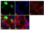 MYOD Antibody in Immunocytochemistry (ICC/IF)