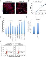 Cardiac Troponin T Antibody in Immunocytochemistry (ICC/IF)