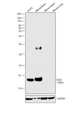 S100 Antibody in Western Blot (WB)