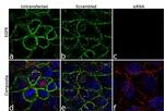 EGFR Antibody